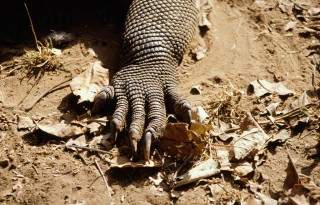 与地球上最大的巨型蜥蜴亲密接触！——科莫多岛奇妙冒险之旅