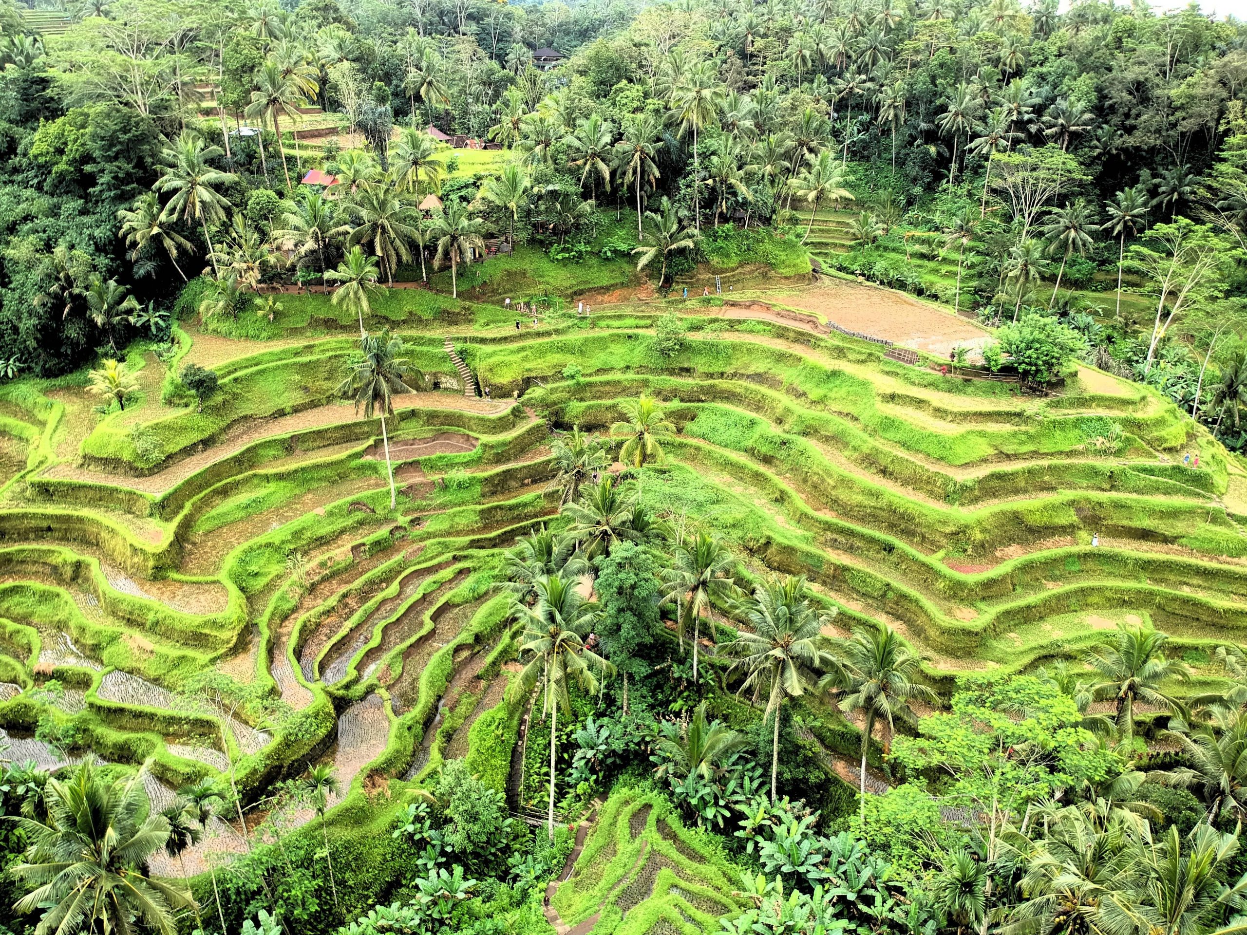 Bali on a budget for solo travellers