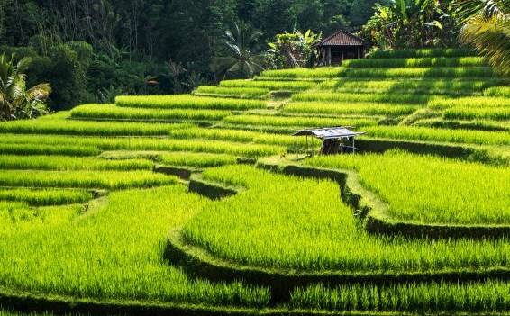 Experience The Best Bali Island Tour Packages With Special Offers